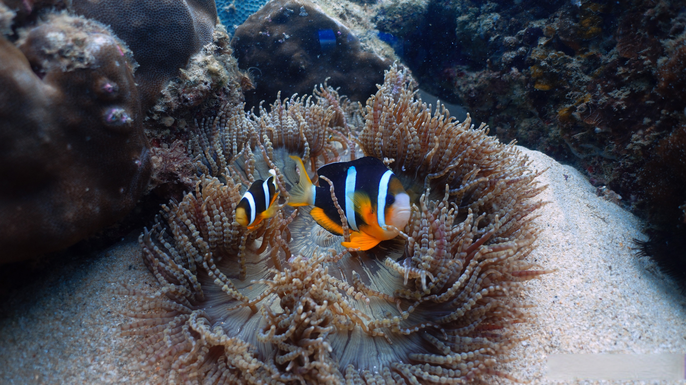 国际水下摄影大赛，探索海底奇观的简单介绍