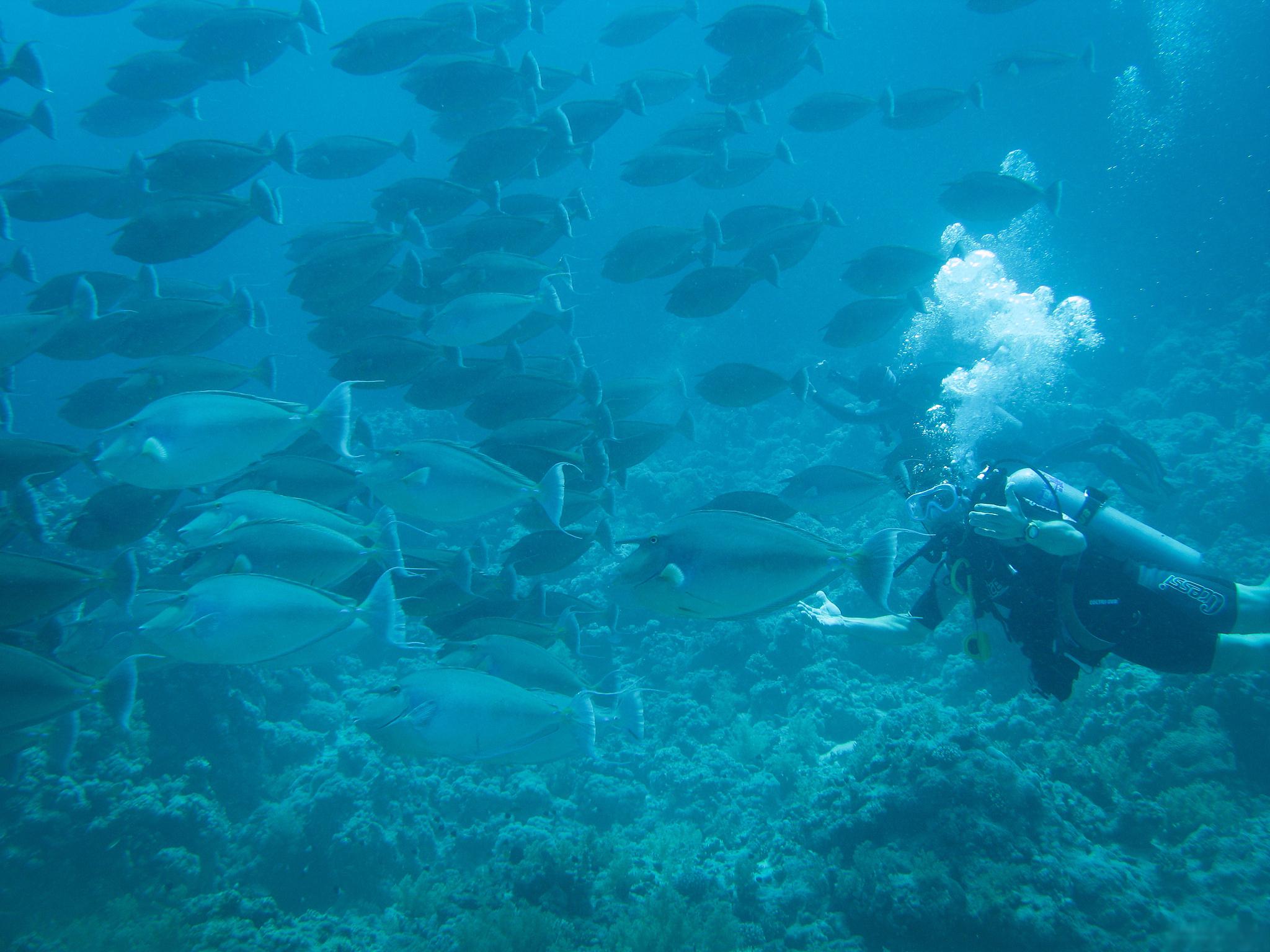 深海潜水探秘活动，体验水下世界的神奇