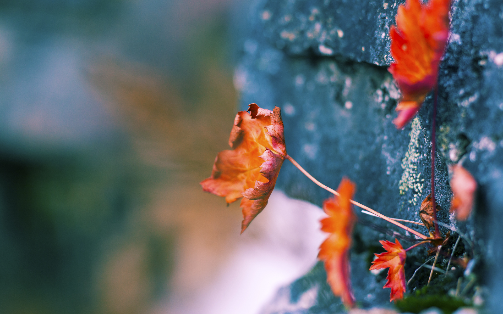 九游娱乐app下载-切尔西女足赛季最佳球员评选，切尔西女足赛季最佳球员评选结果