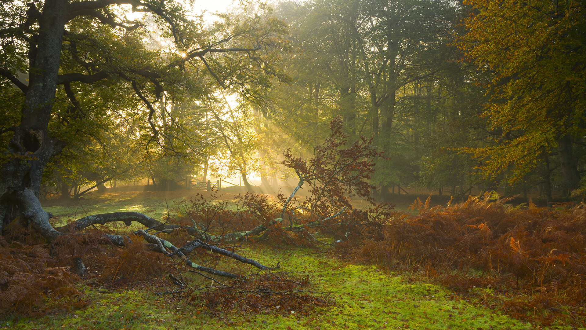 九游体育-女子蝶泳赛场再现张雨霏风采，张雨霏晋级蝶泳决赛视频
