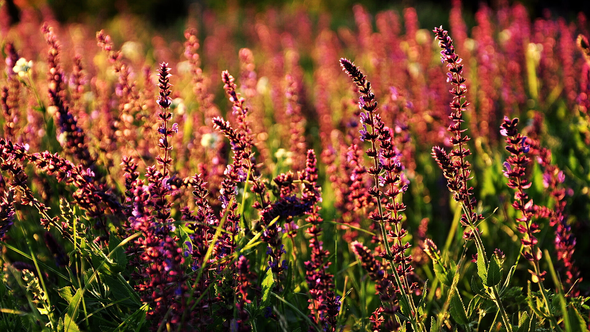 波兰队赛制解析:如何通过战术灵活应对混合团体世界杯,波兰队小组